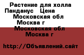 Растение для холла Панданус › Цена ­ 7 000 - Московская обл., Москва г.  »    . Московская обл.,Москва г.